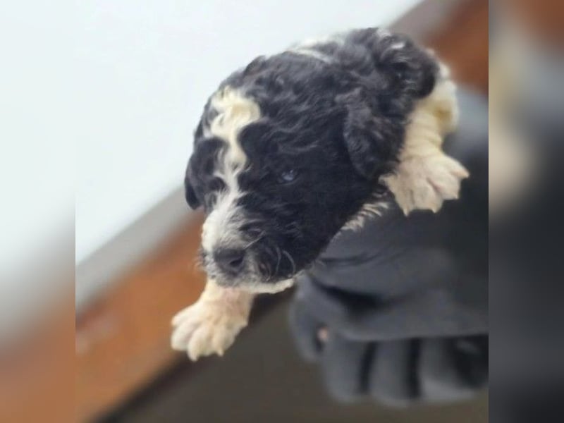 Dobby süßer Welpenjunge