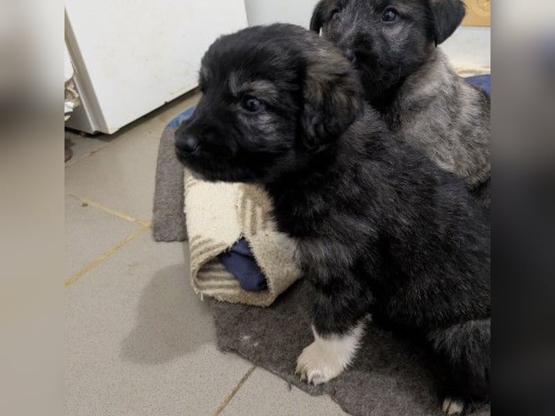 Hilda fröhlich verspielte Maus sucht ihre Menschen