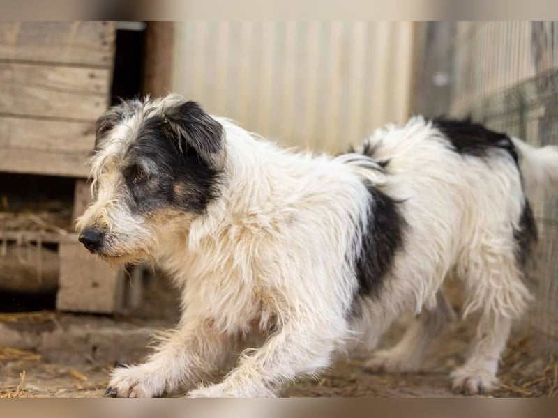 Nosy lieber Rüde wartet auf seine Herzensmenschen