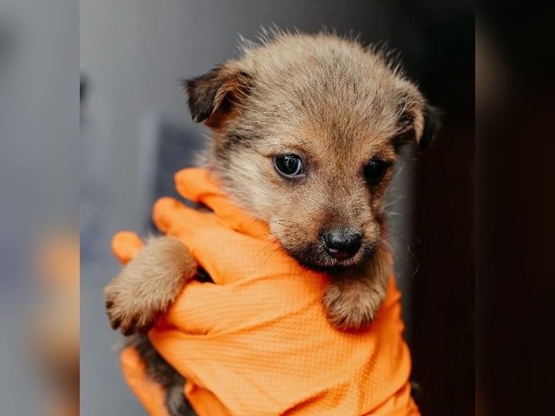 süßer, kleiner Welpe Jason