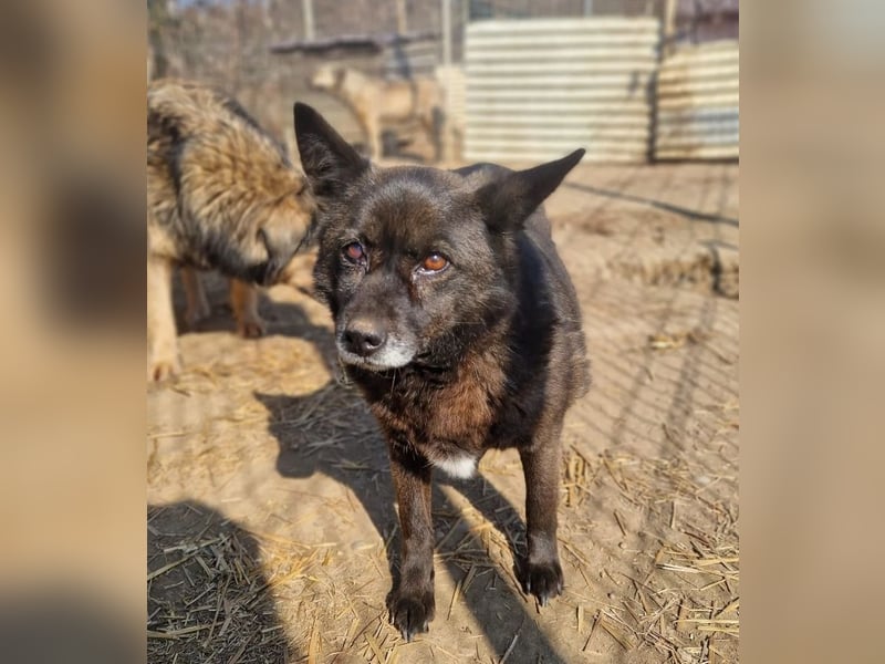 CARRIE - zauberhafte Hündin möchte so gern Vertrauen lernen
