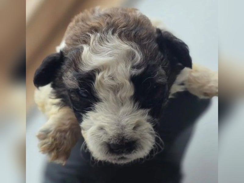 zuckersüße Dana sucht ihre Familie