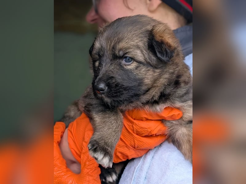 zauberhafte Dori sucht Ihre Menschen