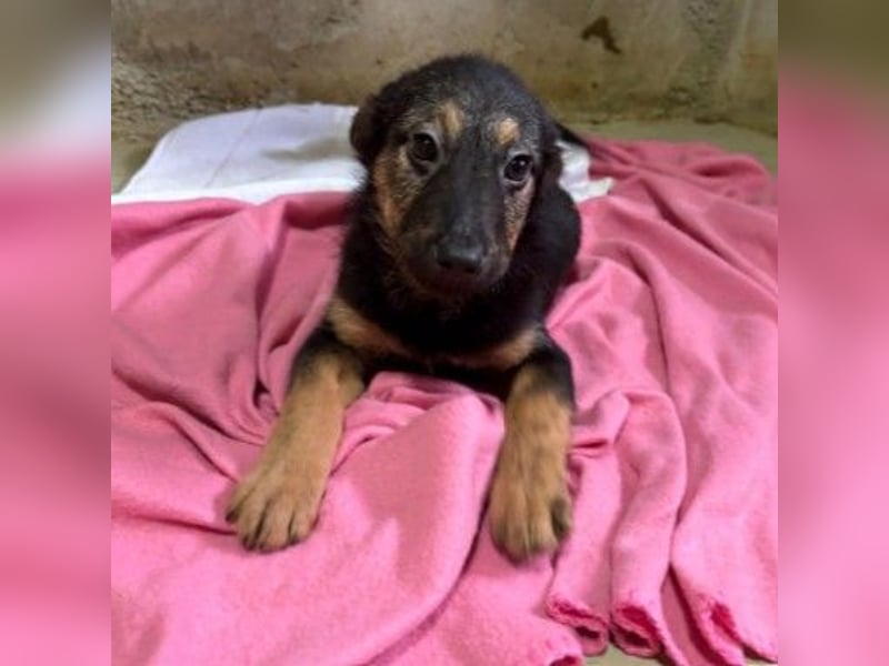 Wichtel, süßer Welpe