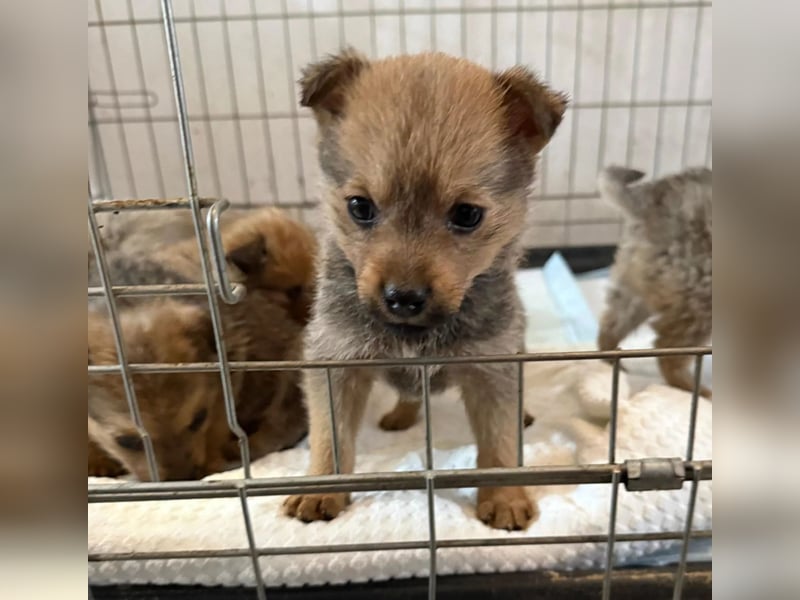 Jule - süßes, kleines Welpenmädchen sucht ihre Menschen