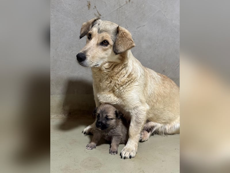 Umi sucht ihre Familie Umi sucht ihre Familie