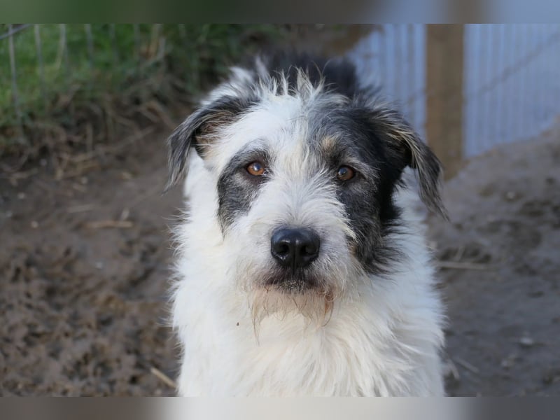 Nosy lieber Rüde wartet auf seine Herzensmenschen