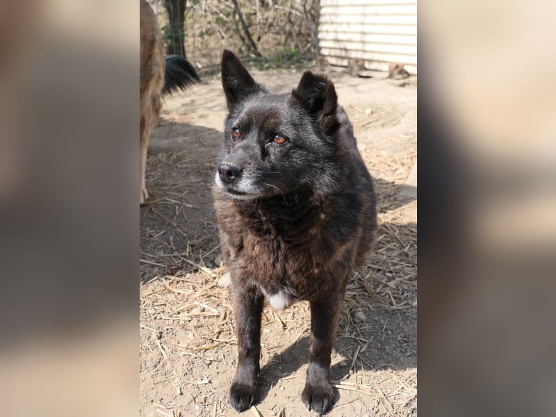 CARRIE - zauberhafte Hündin möchte so gern Vertrauen lernen