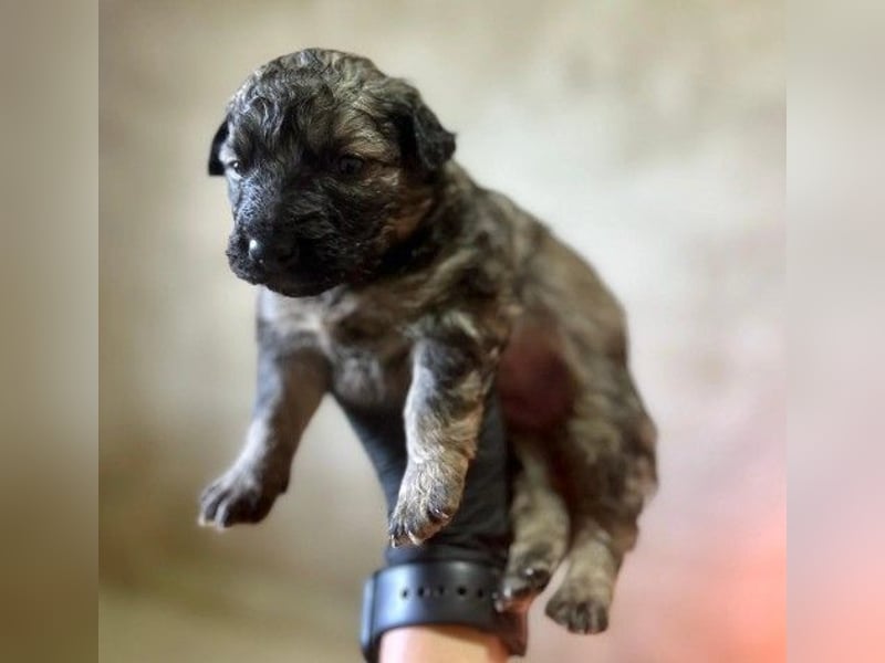 Welpe 27B braucht dringend einen Namen und ein liebevolles Zuhause