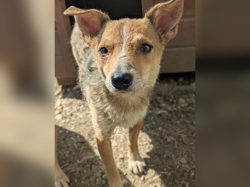 Ira - sanfte Maus sucht ihr Haus