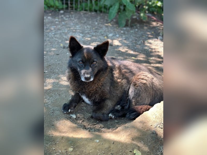 CARRIE - zauberhafte Hündin möchte so gern Vertrauen lernen