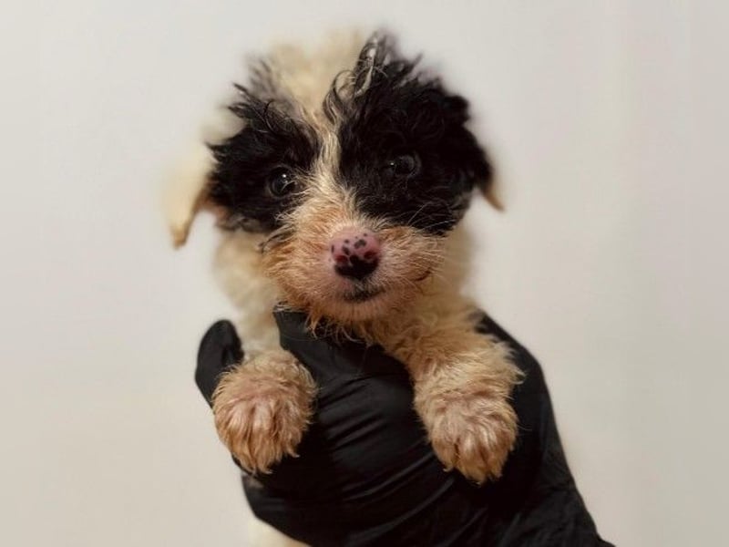 Zauberhafter Welpe Matti sucht seine Familie