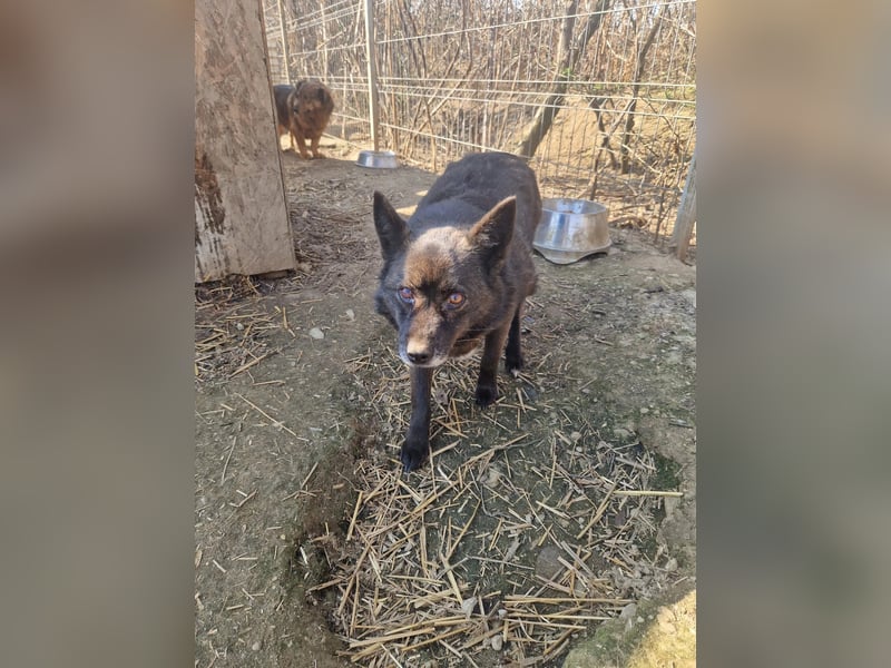 CARRIE - zauberhafte Hündin möchte so gern Vertrauen lernen