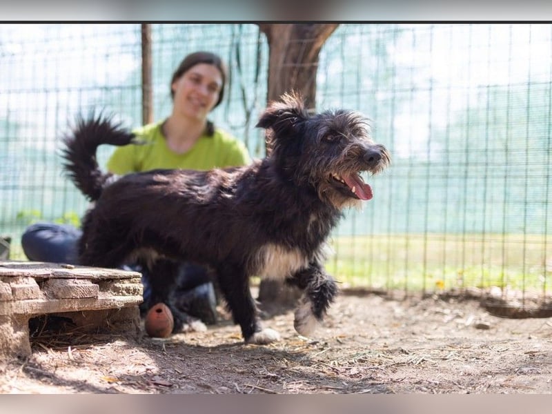 kleine, verschmuste Susi sucht dringend liebevolles Zuhause