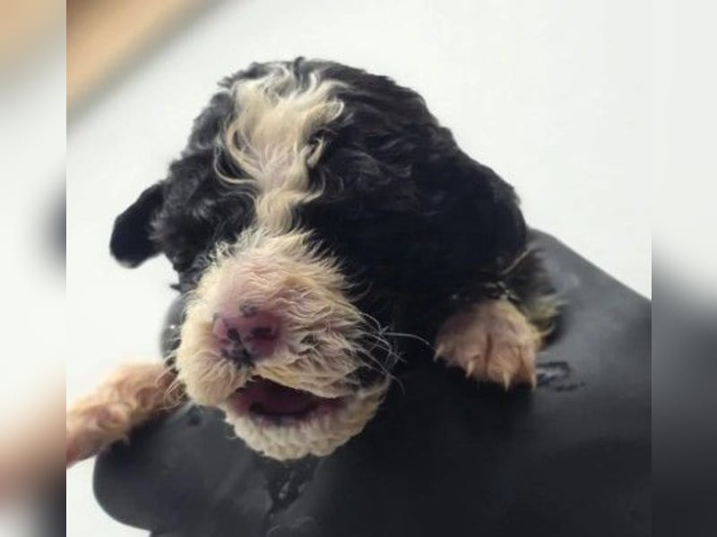 Schnuffeliger Daniel sucht seine liebe Familie