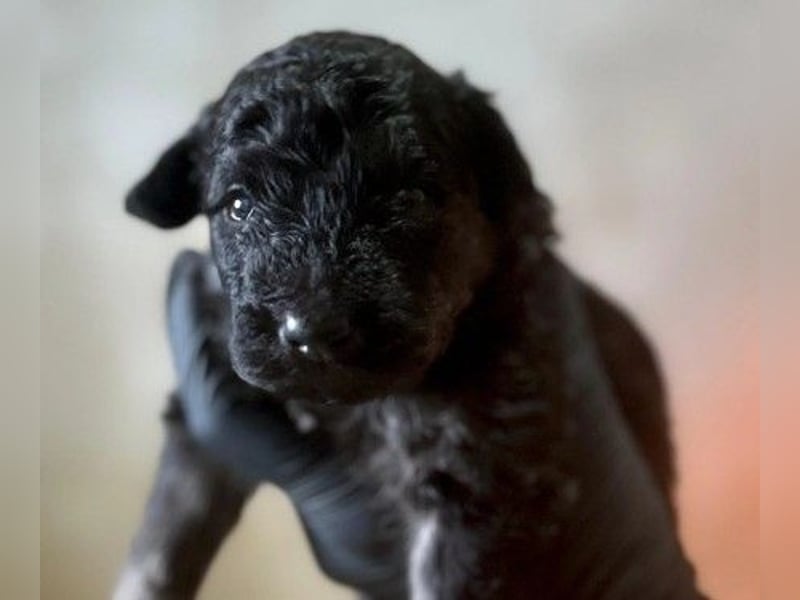 Bohne wartet auf ihre Herzensmenschen die ihr die Welt zeigen