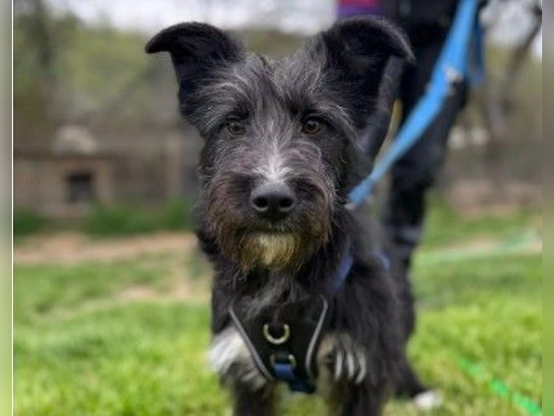 Verschmuste, freundliche Junghündin Susi sucht ihre Familie