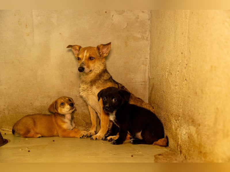 Ira - sanfte Maus sucht ihr Haus