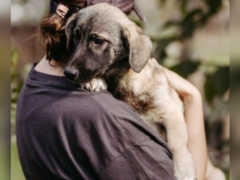 Unai süßer Junghund