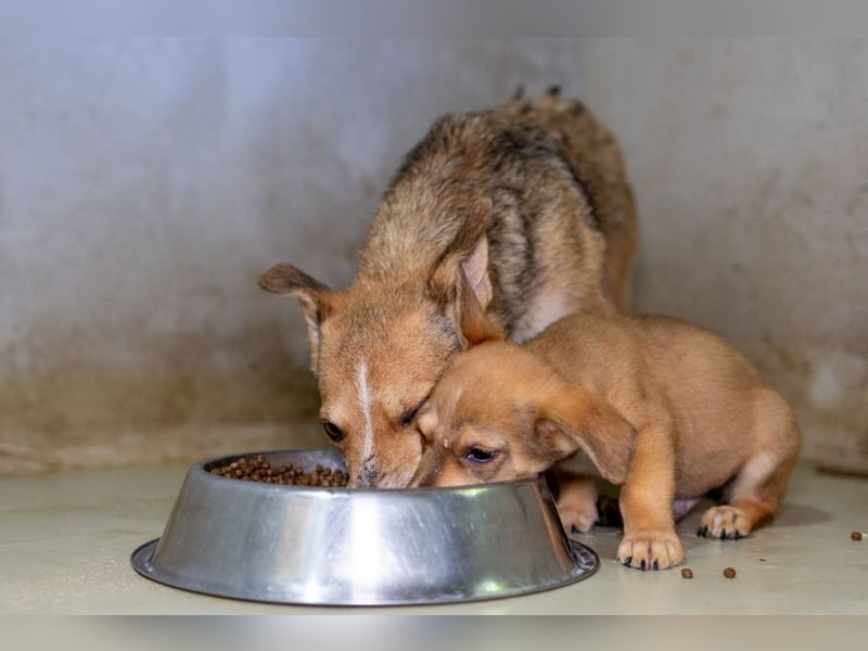 Ira - sanfte Maus sucht ihr Haus