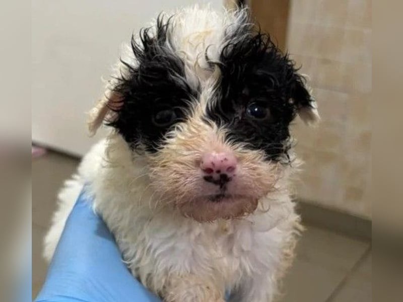 Zauberhafter Welpe Matti sucht seine Familie