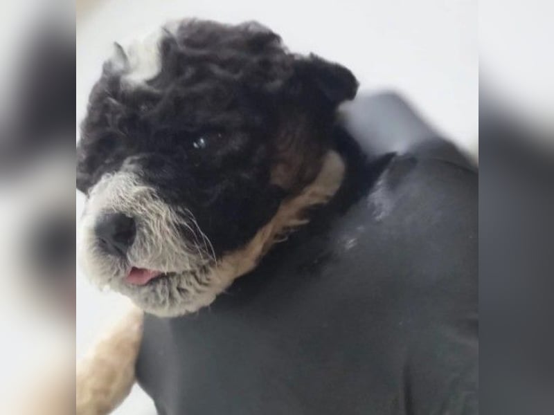 Daiki, zauberhafter Welpnjunge wartet auf seine Herzensfamilie