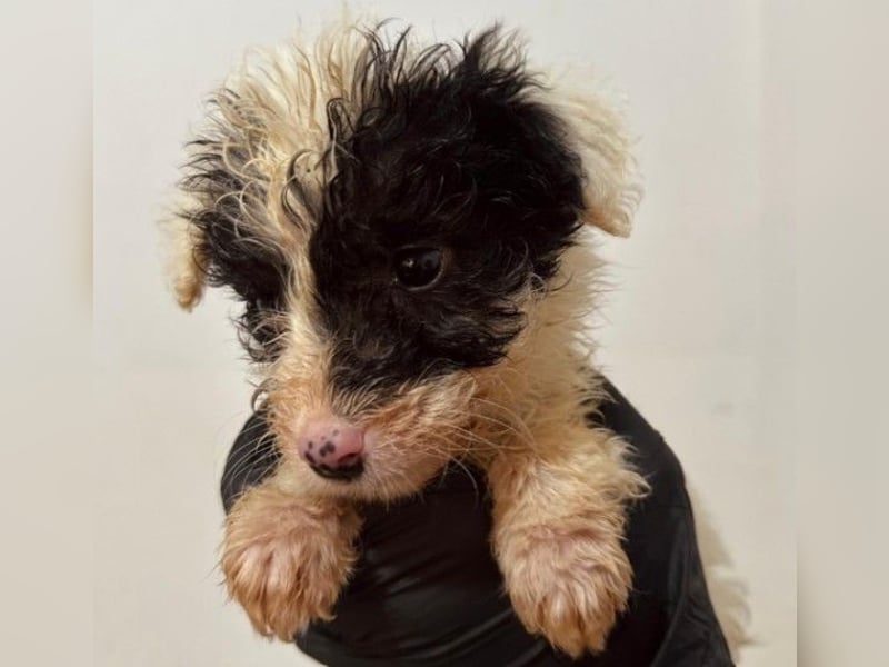 Zauberhafter Welpe Matti sucht seine Familie