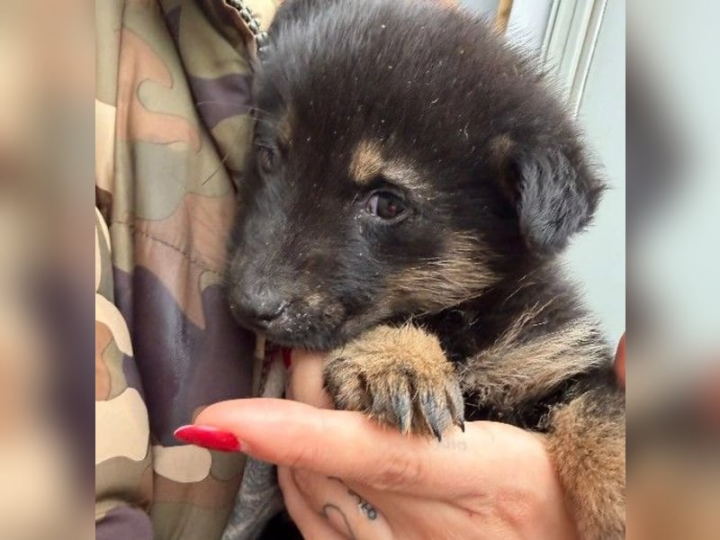 Wichtel, süßer Welpe