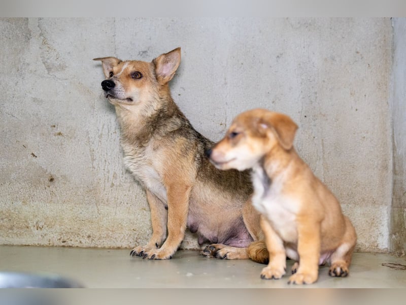 Ira - sanfte Maus sucht ihr Haus