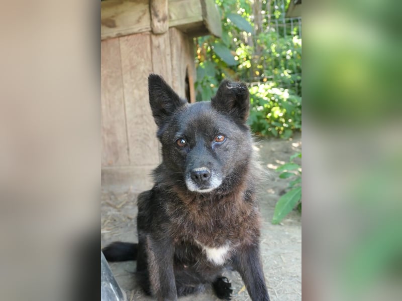 CARRIE - zauberhafte Hündin möchte so gern Vertrauen lernen