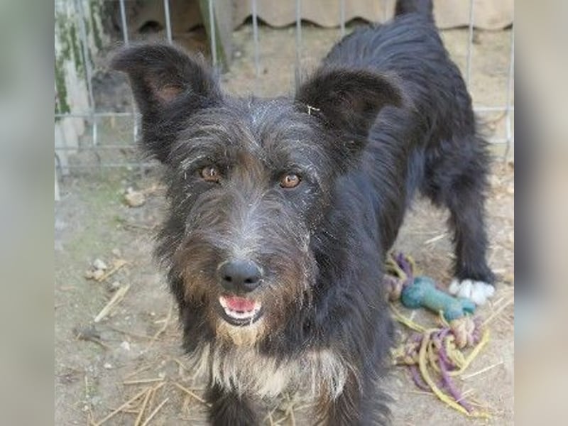 Verschmuste, freundliche Junghündin Susi sucht ihre Familie