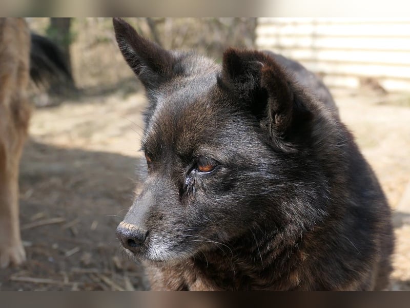 CARRIE - zauberhafte Hündin möchte so gern Vertrauen lernen