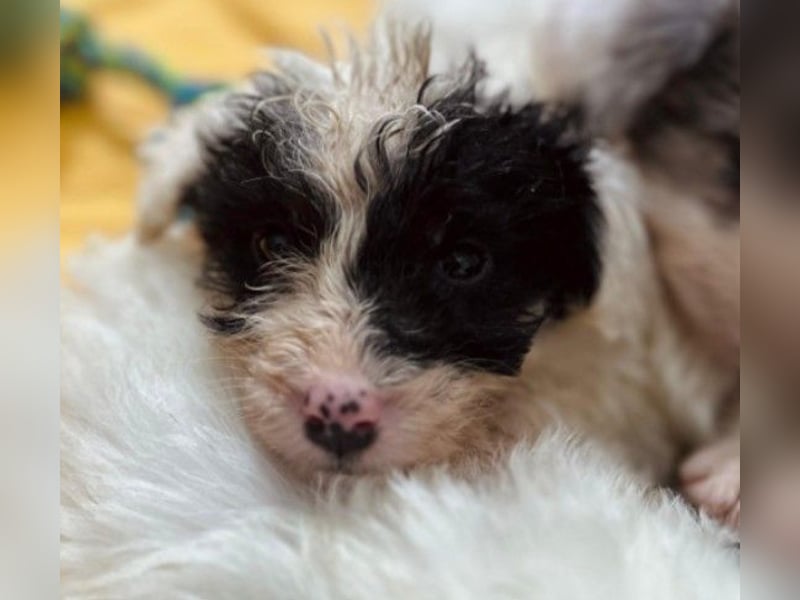 Zauberhafter Welpe Matti sucht seine Familie