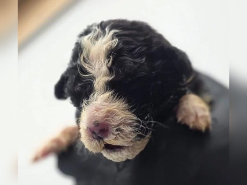 Schnuffeliger Daniel sucht seine liebe Familie