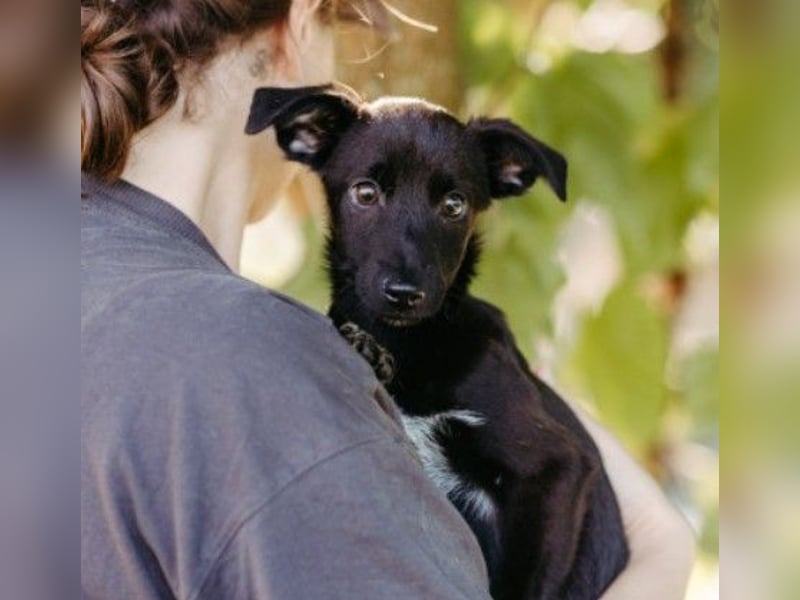 bezaubernder, lieber kleiner Iago