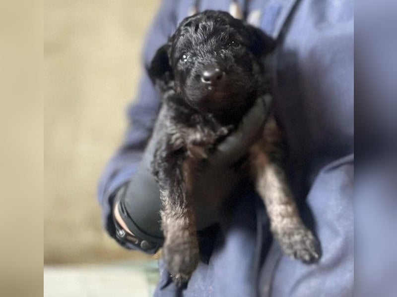 Bohne wartet auf ihre Herzensmenschen die ihr die Welt zeigen
