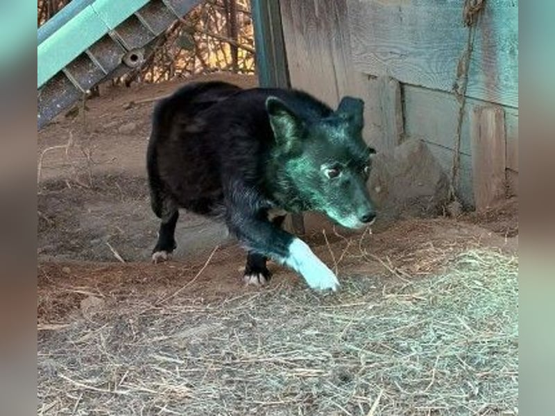 Schüchterne Lara hofft auf ihre große Chance