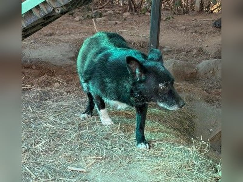 Ängstliche Lara - Hundeerfahrene Menschen gesucht