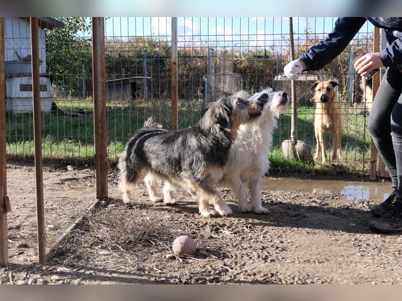 Nosy lieber Rüde wartet auf seine Herzensmenschen