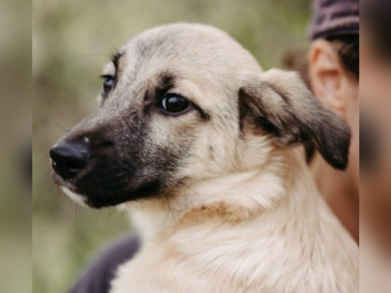 zauberhafter kleiner Urmel