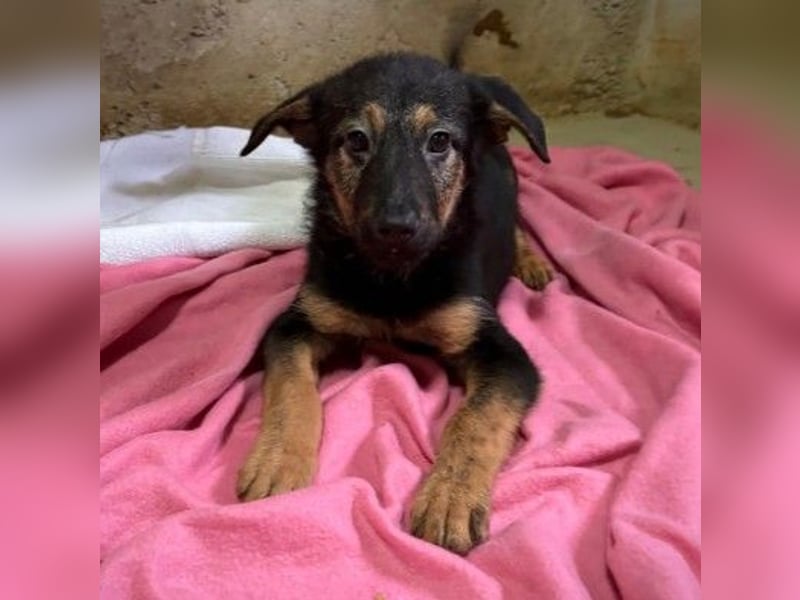 Wichtel, süßer Welpe