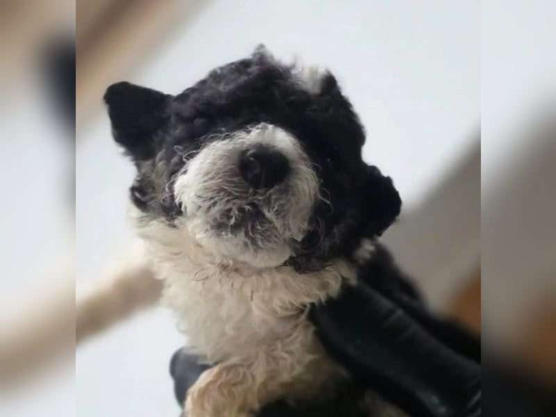 Daiki, zauberhafter Welpnjunge wartet auf seine Herzensfamilie