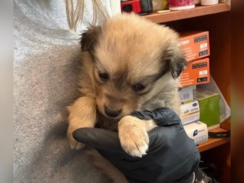 Josy - süßes Welpenmödchen