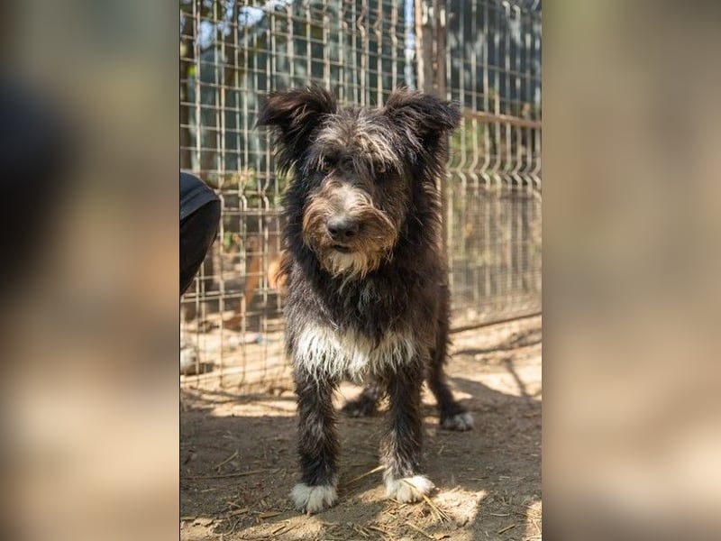kleine, verschmuste Susi sucht dringend liebevolles Zuhause