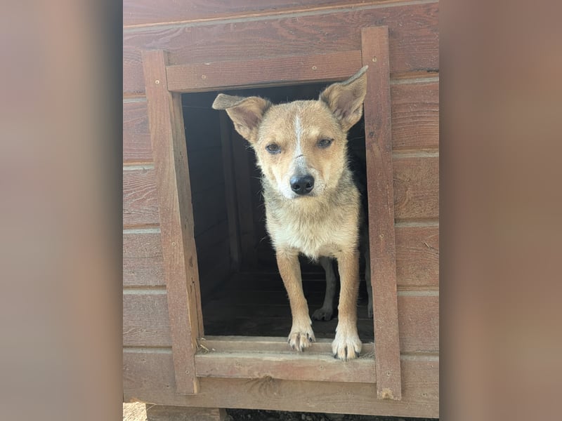 Ira - sanfte Maus sucht ihr Haus