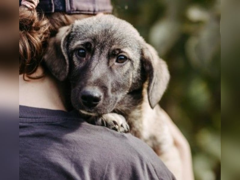 Unai süßer Junghund