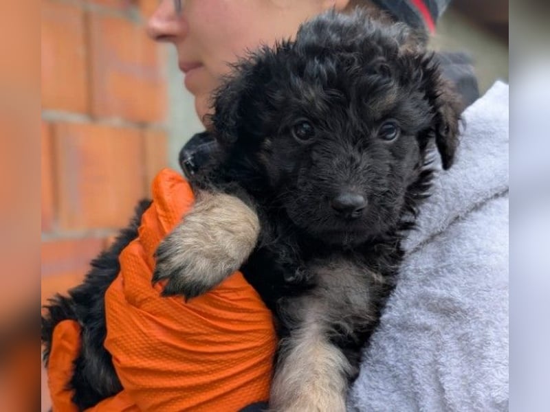 Bohne wartet auf ihre Herzensmenschen die ihr die Welt zeigen