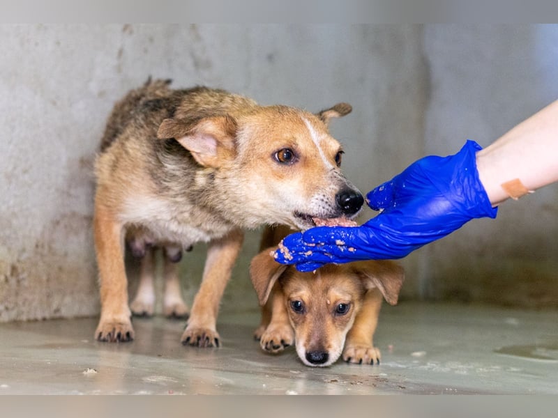 Ira - sanfte Maus sucht ihr Haus