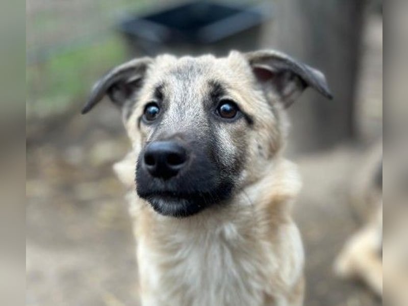 zauberhafter kleiner Urmel