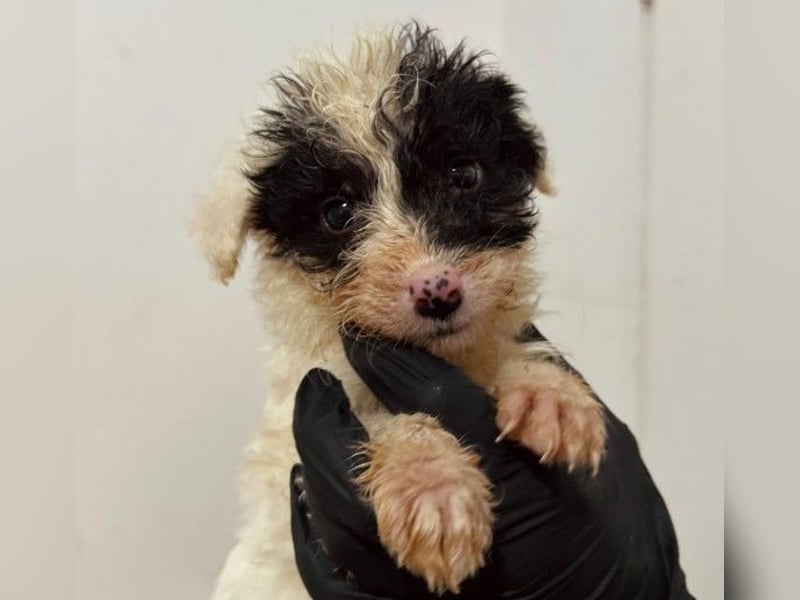 Zauberhafter Welpe Matti sucht seine Familie